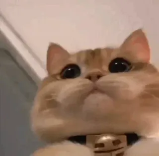 🍥 gato, animal, fofo, animal de estimação, animal doméstico, engraçado telegram sticker