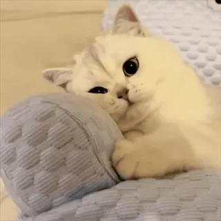 😍 mèo, động vật, thú cưng, dễ thương, đáng yêu, mèo nhà whatsapp sticker