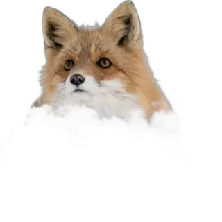 ☁ fox, animal, wildlife, nature, mammal telegram sticker