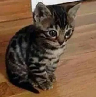 😐 anak kucing, kucing, lucu, hewan, peliharaan, kucing telegram sticker