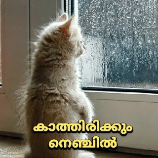 😒 കാത്തിരിക്കാൻ നെഞ്ചിൽ kat, raam, regen, kitten, verdrietig telegram sticker