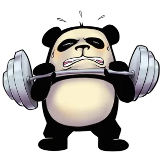 👊 Panda, Gewichtheffen, Fitness, Oefening, Cartoon telegram sticker