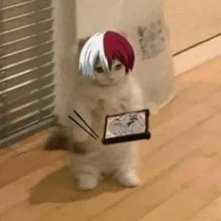 🐈 Shoto Todoroki My Hero Academia gato, anime, My Hero Academia, Shoto Todoroki, fofo, meme telegram sticker