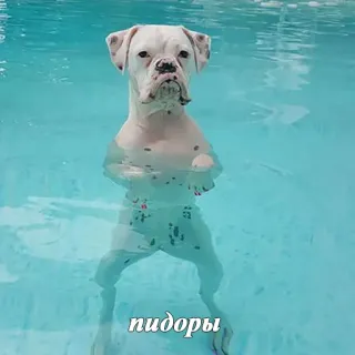 🐶 пидоры cachorro, piscina, natação, boxer, água, ofensivo telegram sticker