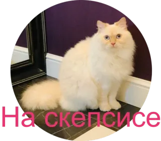 😐 На скепсисе кот, милый, животное, питомец, русский, текст whatsapp sticker