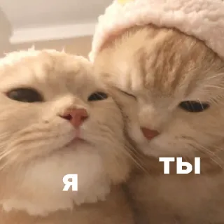 😝 ТЫ Я gatos, amor, animais, fofo, russo, gatinhos telegram sticker