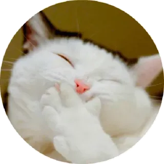 😛 chat, mignon, animal, chat blanc, rire telegram sticker