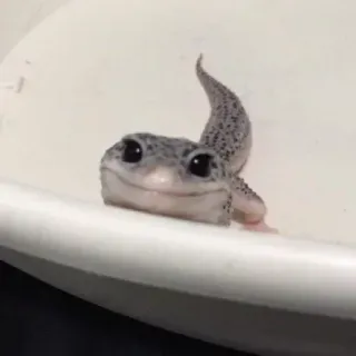 🙃 gecko, lagarto, animal, réptil, animal de estimação, gecko leopardo telegram sticker