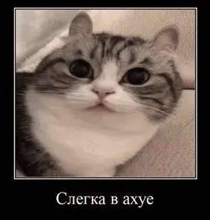 🌟 Слегка в ахуе mèo, meme, sốc, hài hước, động vật, thú cưng whatsapp sticker