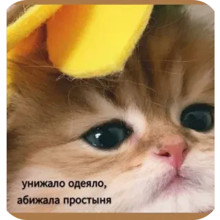 🐱 унижало одеяло, абижала простыня whatsapp sticker