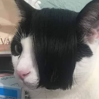 👩‍🎤 gatto, emo, divertente, animale, animale domestico, taglio di capelli telegram sticker