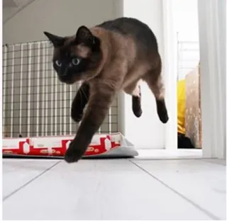 🏃 кошка, животное, питомец, сиамская кошка, прыгающий, домашнее животное, в помещении telegram sticker