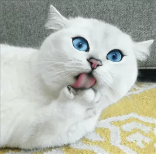 🌝 gato, gato branco, olhos azuis, animal, animal de estimação, lambendo, fofo whatsapp sticker