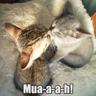 😚 Mua-a-a-h! gatos, besos, lindo, gatitos, amor, cariño telegram sticker