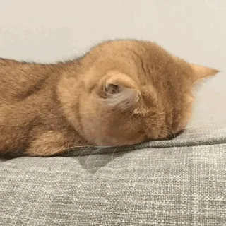 😭 cat, sleeping, orange cat, pet, animal, cute telegram sticker