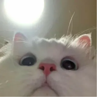 🙂 gato, lindo, mascota, animal, blanco, esponjoso telegram sticker