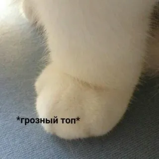 🐾 *грозный топ* telapak kucing, imut, hewan, peliharaan telegram sticker