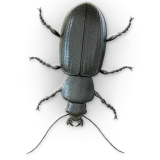 🐞 chrząszcz, owad, robak, zwierzę, natura, dzika przyroda telegram sticker