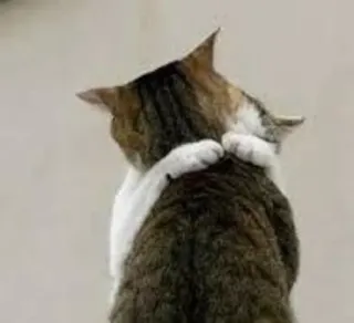 ❤ cat, hug, animal, pet, friendship, affection, cute, domestic animal telegram sticker