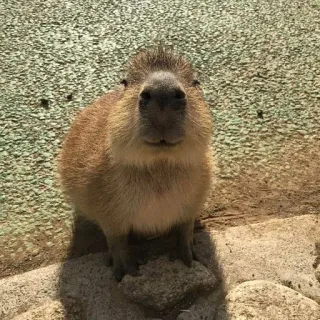 ☺ capivara, animal, roedor, vida selvagem, fofo, mamífero whatsapp sticker