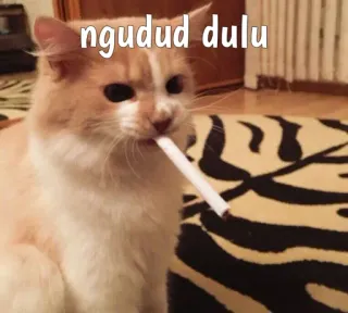 😼 ngudud dulu кот, сигарета, курение, мем whatsapp sticker