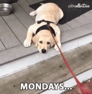 🤨 MONDAYS... собака, щенок, понедельник, ленивый, уставший, юмор telegram sticker