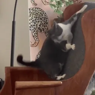 🤙 cat, animal, pet, chair, domestic animal, domestic cat whatsapp sticker