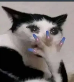 🫢 Sad cat whatsapp sticker