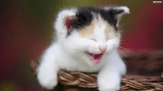 😂 cat, kitten, animal, cute, pet, basket telegram sticker