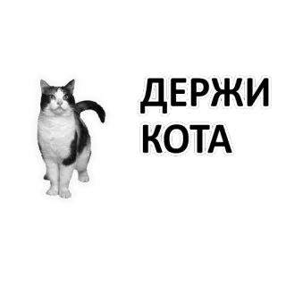 😻 ДЕРЖИ КОТА Katze, Russisch, Tier, Haustier telegram sticker
