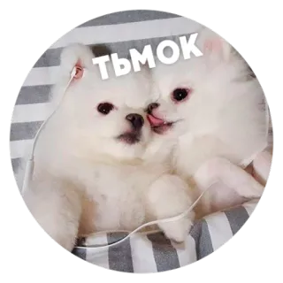 😘 ТЬМОК 犬, 可愛い, 白, 子犬, キス, 愛情深い telegram sticker