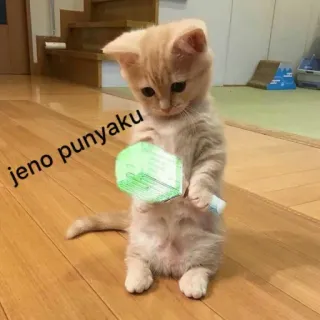 anjing @losemuakontol whatsapp stickers