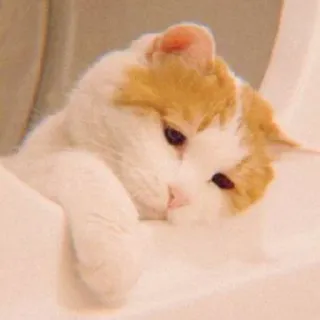 🐯 gatto, carino, animale, animale domestico, gatto domestico, assonnato whatsapp sticker