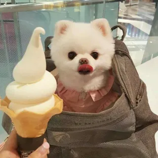 🐶 WE ARE YOUNG perro, helado, pomerania, lindo, mascota telegram sticker