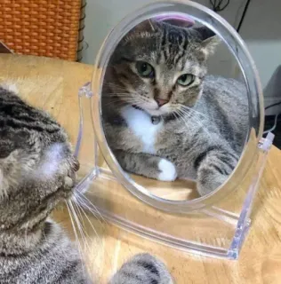 😌 chat, miroir, reflet, animal de compagnie, animal, chat domestique whatsapp sticker