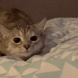 😼 mèo, động vật, thú cưng, mèo, dễ thương, nhà, mướp telegram sticker