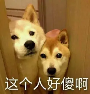 😶 这个人好傻啊 cachorro, meme, animais whatsapp sticker