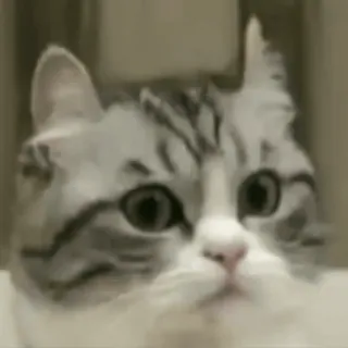 😳 cat, animal, pet, kitten telegram sticker
