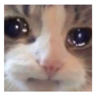 😢 kucing, menangis, sedih, meme, hewan telegram sticker