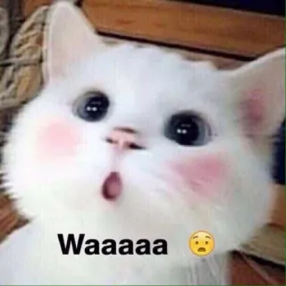 🐱 Waaaaa gato, gatinho, gato branco, chocado, surpreso, fofo, animal telegram sticker