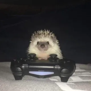 🦔 riccio, animale, gaming, carino, controller, animale domestico whatsapp sticker