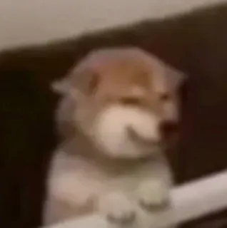 ☺️ anjing, shiba inu, meme, lucu, hewan, hewan peliharaan telegram sticker