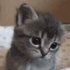 🐱