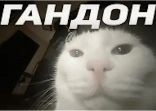 😤 ГАНДОН cat, meme, russian insult, funny, animal whatsapp sticker