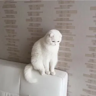 ☹️ gato, gato branco, fofo, animal, gato doméstico whatsapp sticker