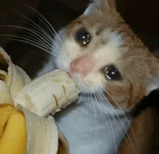 😭 cat, banana, crying, sad, meme, animal telegram sticker