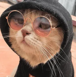 😎 gatto, felpa con cappuccio, occhiali, occhiali da sole, carino, animale telegram sticker