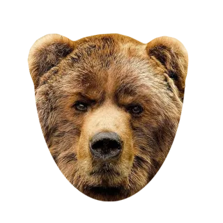 🙁 animal, bear, wildlife, mammal, brown bear, grizzly telegram sticker