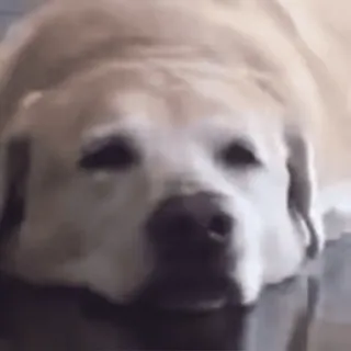 😁 dog, labrador, pet, animal, cute, laying down telegram sticker