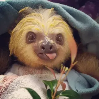 😛 bradipo, animale, carino, divertente, lingua, adorabile, mammifero telegram sticker